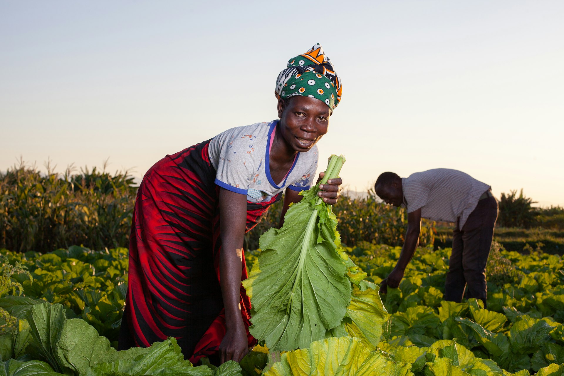 Farmers harvest leafy greens in the field.